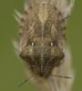 Eurygaster testudinaria